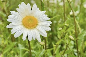 Managing Cancer and Living Meaningfully (CALM)