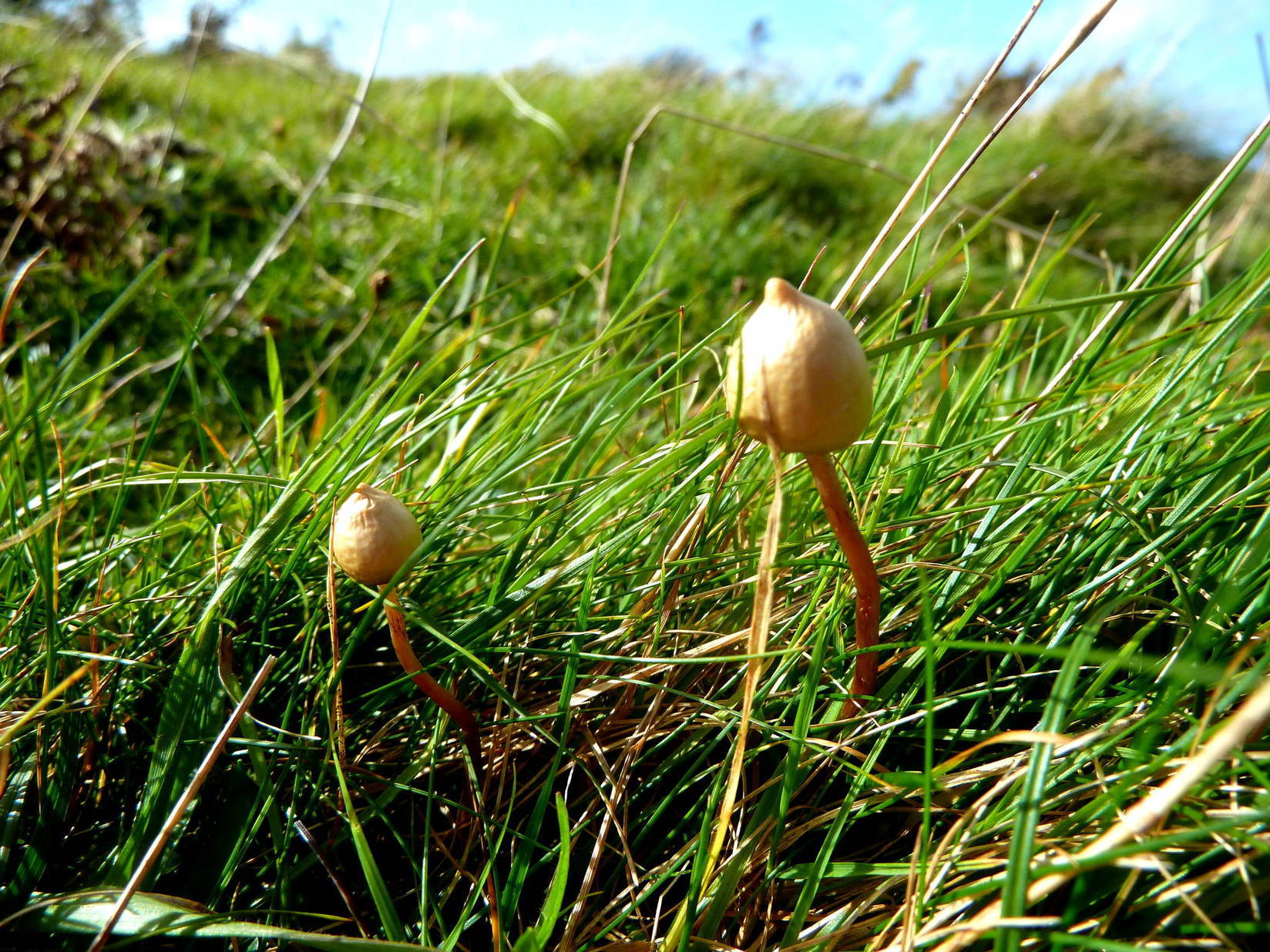 Could Psychedelics Have a Role in Palliative Care? Evidence, Experience and Emerging Perspectives